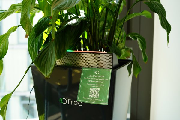 Luchtzuiverende kantoorplant.